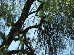 Pachyramphus aglaiae