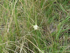 Cyperus niveus leucocephalus