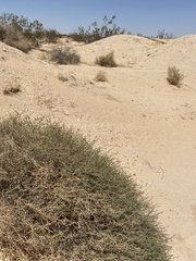 Stillingia linearifolia