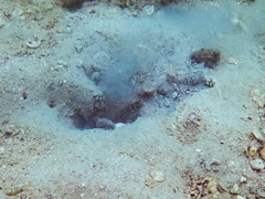 Cryptocentrus sericus