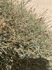 Stillingia linearifolia