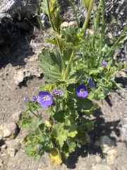 Phacelia viscida