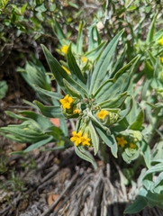 Lithospermum californicum
