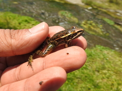 Lithobates neovolcanicus