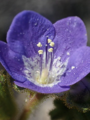 Phacelia viscida