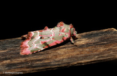 Chytonix griseorufa