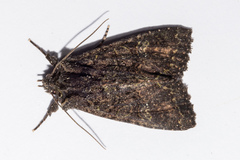 Meterana ochthistis