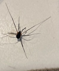 Protolophus singularis