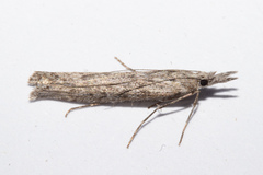 Orocrambus cyclopicus