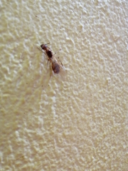 Camponotus conspicuus