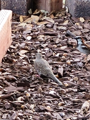Columbina inca