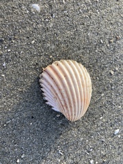 Trachycardium procerum