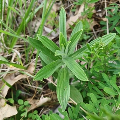 Lithospermum parviflorum