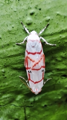 Cyana hamata
