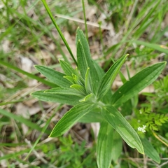Lithospermum parviflorum