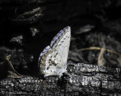 Celastrina asheri