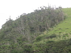 Euphorbia triangularis