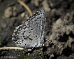 Celastrina asheri