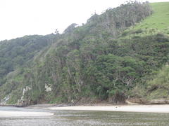 Euphorbia triangularis