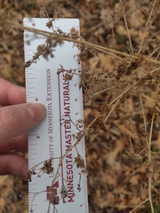 Chenopodiastrum hybridum