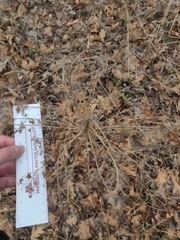 Chenopodiastrum hybridum