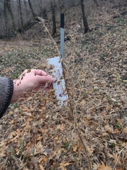 Chenopodiastrum hybridum