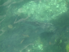 Ameiurus catus