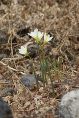 Zephyranthes alba