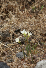 Zephyranthes alba