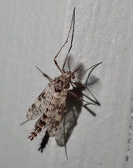 Psectrotanypus dyari