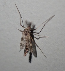 Psectrotanypus dyari