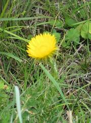 Berkheya erysithales
