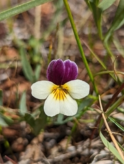 Viola hallii