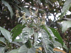 Justicia adhatodoides