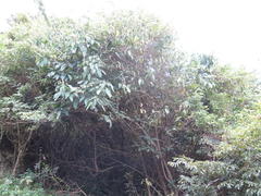 Justicia adhatodoides