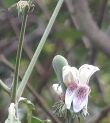 Justicia adhatodoides