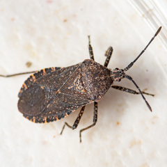 Cimolus obscurus