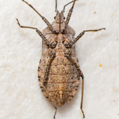 Cimolus obscurus