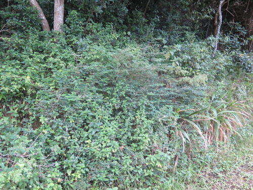 Indigofera natalensis, photograph 5