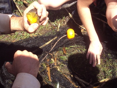 Gymnogeophagus balzanii