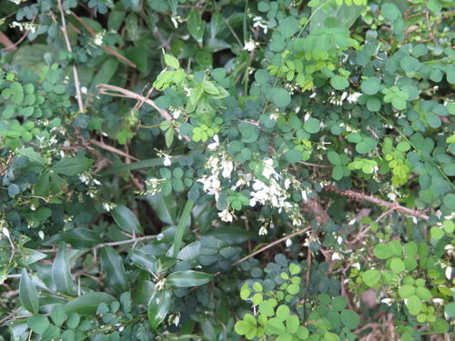 Indigofera natalensis, photograph 6
