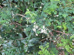 Indigofera natalensis