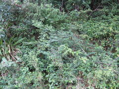 Indigofera natalensis