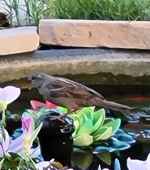 Passer domesticus