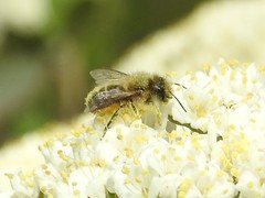 Osmia