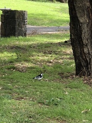 Grallina cyanoleuca