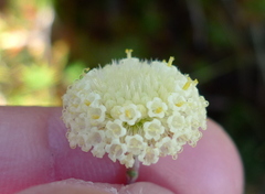 Craspedia macrocephala