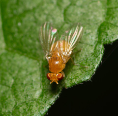 Neogriphoneura