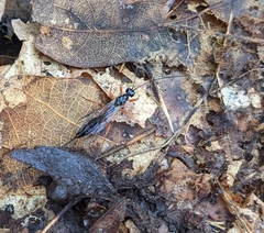 Xoridinae