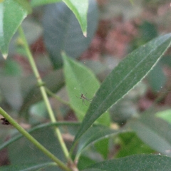 Zosis geniculata